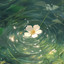 Crimson Leaves - with water sounds