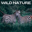 Wild Nature: Serene Forest & Birds Sounds To Achieve Inner Peace cover