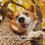 Pets and Rain Music: Winding Down Soundscapes cover