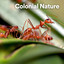 Colonial Nature cover