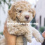 Perfect playlist for lonely dogs cover