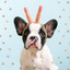 Quartet Jazz - Background Music for Cute Dogs cover