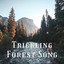 Trickling Forest Song cover