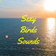 Sexy Bird Sounds cover