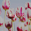 Dreamer cover
