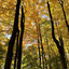 I Stand With The Trees cover