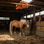 CARNE MART - OFERTAS 7