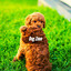 Dog Zone cover