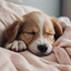 Tranquil Tails: Stress-Free Dog cover