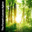 The Forest's Leaves Aglow cover