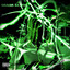 DEMON SATIVA cover