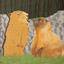 Actual Animal cover
