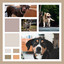 Lovely Ambiance for Happy Doggies cover