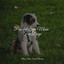 Peaceful Spa Music For Dogs cover