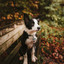 Music for Doggy Relaxing (Vibraphone and Tenor Saxophone) cover