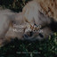 Relaxing Yoga Music For Dogs cover