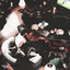 Shado cover