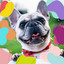 Music for Training Your Puppy cover