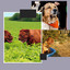 Background Music (Happy Dogs) cover