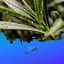 zZz Zen Monsoon: Rain & Thunder Surrounding the Hillside zZz cover