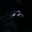 005 - MARIPOSA