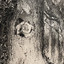 The Tree Song Oak and Ash and Thorn cover