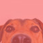 Bgm for Soothing Your Pup cover