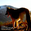 Dogs: Soothing Nature Music & Relief cover