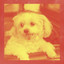 Music for Dog Parks - Bells and Cello Music cover