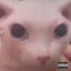 Bingus Freestyle