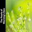 The Pearls of Mornings Dew cover