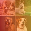 Ambiance for Dog Relaxation Sessions cover