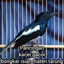 Pancingan Kacer Gacor Bongkar Isian Materi Tarung - Cover cover