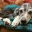 Curing Rain Sound: Sick Pets Therapy Vol. 1 cover