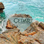 Cedar Roots - The Way of the Wayfinder