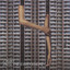 Lxury & Deptford Goth — Square 1 (V.O.X. Remix) cover art