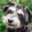 Music for Anxious Dogs (Piano) cover