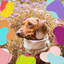Pulsating Background Music for Doggy Daycares cover