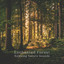Enchanted Forest: Relaxing Nature Sounds cover