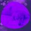 Feelings for Evening Walk with Dog cover