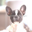 Spirited Ambiance for Doggies cover