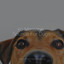 50 Massage Sounds For Dogs cover