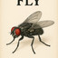 Fly
