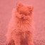 Music for Well Trained Pups cover