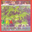 Tu Decisión cover