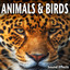 Hawk Squawking and Flapping Wings in Cage cover