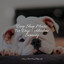 Deep Sleep Music For Dogs | Absolute Serenity cover