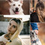 Chilled Background for Grooming Your Pooch cover