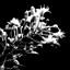 Hunger - Gracie Binion
