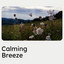 Calming Breeze cover